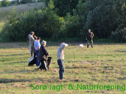 Hundetræning efterår 2015